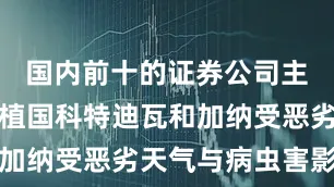 国内前十的证券公司主要可可种植国科特迪瓦和加纳受恶劣天气与病虫害影响